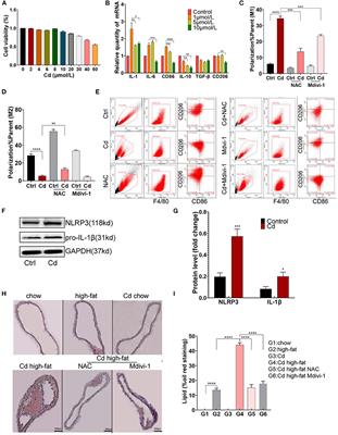 Receptor-Interacting Protein Kinase 3 Inhibition Prevents Cadmium-Mediated Macrophage Polarization and Subsequent Atherosclerosis via Maintaining Mitochondrial Homeostasis